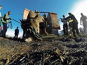 Reintroduction of black rhinoceros in a reserve-South Africa ; Black Rhinoceros being released into a protected area.<br>