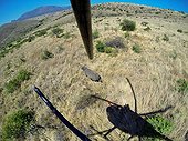 Shooting of rhinoceros with tranquilizer - South Africa ; Black Rhinoceros being darted from a helicopter for conservation translocation.