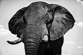 Portrait of African Elephant - Chobe Botswana