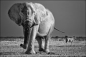 Portrait of African Elephant - Chobe Botswana