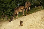 Great Kudu female and Chacma Baboons - Botswana 