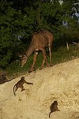 Great Kudu female and Chacma Baboons - Botswana 