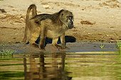 Chacma baboon drinking on bank at dawn - Chobe Botswana