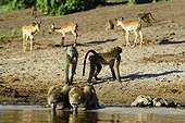 Chacma baboon drinking and Impala on the bank-Chobe Botswana