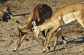 Fighting Impalas young males on the bank - Botswana