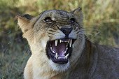 Portrait of aggressive male Lion - Botswana 