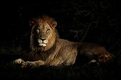 Male lion lying in savannah at dawn - Botswana 