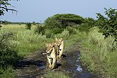 Lioness walking on a track at dawn - Kalahari Botswana