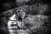 Lion walking on a track at dawn - Kalahari Botswana