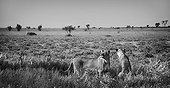Lionesses sniffing the air in the plain - Kalahari Botswana