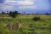 Sub adult male lion in the plains - Kalahari Botswana