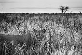 Sub adult male lion in the tall grass - Kalahari Botswana