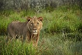 Sub adult male lion in the tall grass - Kalahari Botswana