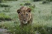 Sub adult male lion in the tall grass - Kalahari Botswana