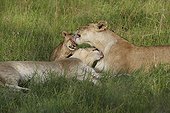 Lioness and cub licking in the grass - Okavango Botswana 