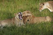 Lioness and cub lying in the grass - Botswana Okavango 