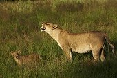 Lioness sniffing the air and cub in grass-Botswana Okavango 