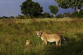 Lioness sniffing the air and cub in grass-Botswana Okavango 