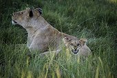 Lioness sniffing the air and cub in grass-Botswana Okavango  ; cub emulating her mother