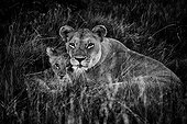 Lioness and cub in the grass - Botswana