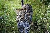 Leopard in the tall grass - Okavango Botswana 