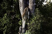 Leopard descending from a tree - Botswana Okavango 