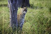 Leopard observing Guinea fowl on tree - Botswana Okavango 