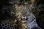 Portrait of female Leopard - Botswana Okavango