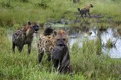 Spotted hyenas and wildebeest carcass - Botswana Okavango
