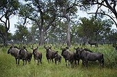 Blue wildebeest alarm in the forest - Botswana 