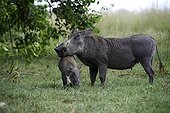 Warthog and her young - Botswana