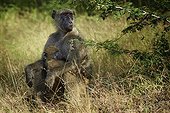 Chacma baboon and young sitting on grass - Zimbabwe
