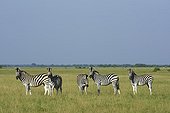 Burchell's zebras - Kalahari Botswana 