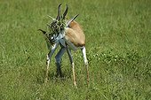 Springbok with foliage on the head - Botswana 