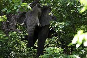African Elephant in the forest - Moremi Botswana 