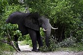 African Elephant in the forest - Moremi Botswana 
