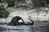 African Elephants playing in the Chobe river - Botswana