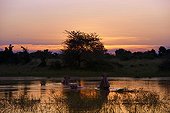 Hippos in the water at sunset - Okavango Botswana 