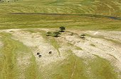 Elephants on the banks of the Chobe - Botswana Okavango 
