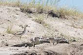 Spotted thick-knee and Nile Monitor - Chobe Botswana 