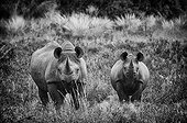 Black rhino and young - Concession Palmwag Namibia 