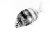 Zebra bream on white background inspiration Gyotaku ; It is inspired in GYOTAKU. This is traditional method of Japanese fish printing, dating from the mid-1800s. It was used by fishermen to record their catches, but has also become an art form on its own. I've tried to apply it in photography. I think It’s a beautiful relation about underwater photo, the sea, art and fisherman history. 