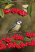 Blue tit on branch of red berries - Midlands UK