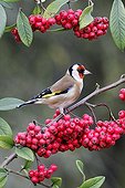 Goldfinch on branch of red berries - Midlands UK