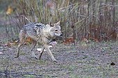 Golden jackal walking - Bandhavgarh NP India 
