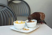 Pigeon volant des cacahuètes sur une table