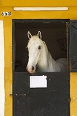 Stallion in their stable - Feria del Caballo Andalusia Spain