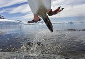 Leaping Gentoo Penguin