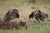 Tawny Eagle ground in the savanna - Masai Mara Kenya 