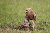 Tawny Eagle eating in the savanna - Masai Mara Kenya 